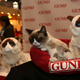 Image for article titled Why Cats Rule the Internet Instead of Dogs